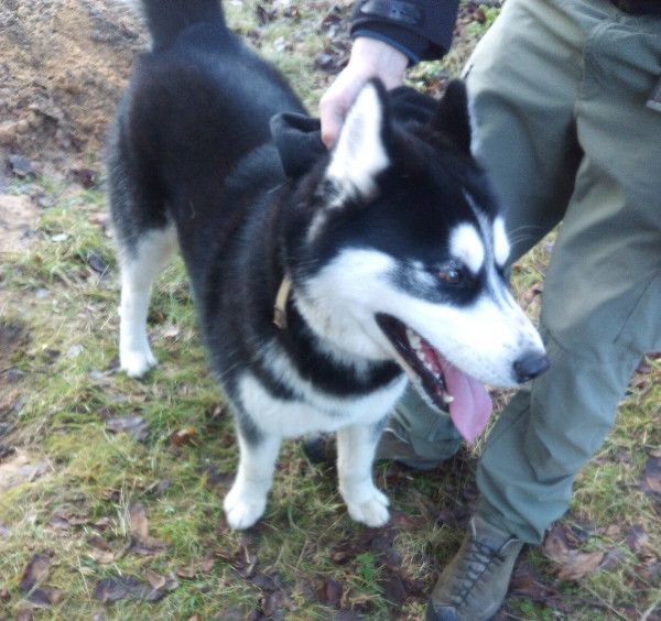 найден собака хаски